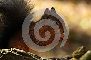 Cute Tufty Ears on this close up Red Squirrel