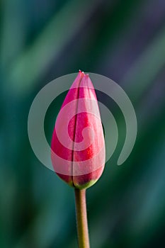 Cute tulip bud