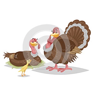 Cute turkey famile. Male and female turkey. Little turkey chicken. Farm bird. Domestic animals scene. Vector illustration