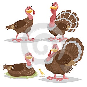 Cute turkeys set. Cartoon simple gradient design. Female and male birds standing. Thanksgiving symbols. Farm animals characters an