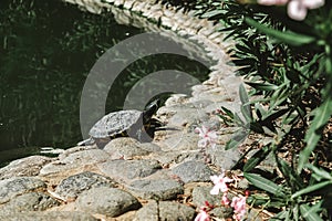 Cute turtle coming out of water near the pond in a public park in Marbella, Spain. Stone curb and green foliage with blurred pink