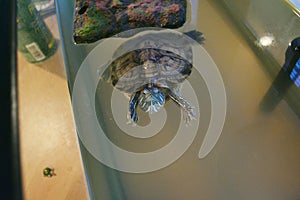 Cute turtle