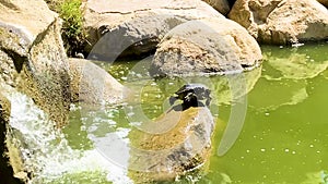 Cute turtle stretching on a rock on a green park pond