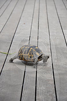 A cute turtle walking around the marina