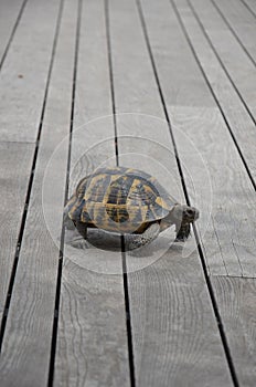 A cute turtle walking around the marina