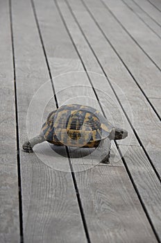 A cute turtle walking around the marina