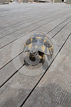 A cute turtle walking around the marina