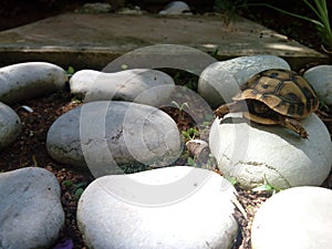 Cute turtle wobbling and struggling on a round rock