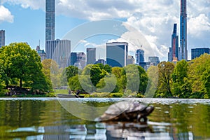 Cute turtles living in a pond in Central park in New York city