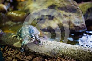 Cute turtles on the tree
