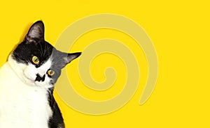 Cute tuxedo cat looking to the side, yellow background, horizontal view, cropped shot. Pets concept.