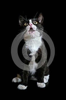 Cute tuxedo kitten on a black background looks suprised up.