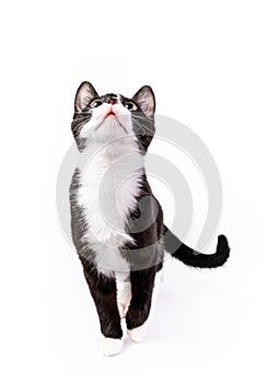 Cute tuxedo kitten looking up isolated on white