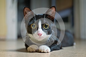 Cute Tuxedo kitten lying on the floor and looking curious at camera.