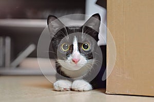 Cute Tuxedo kitten lying next to a cardboard box and looking at camera.