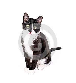 Cute tuxedo kitten sitting isolated on white