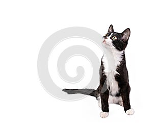 Cute tuxedo kitten sitting and looking up isolated on white