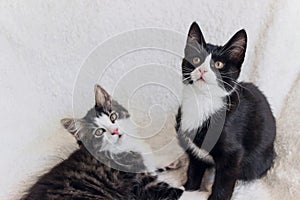 Cute two black cats kitten on white blanket