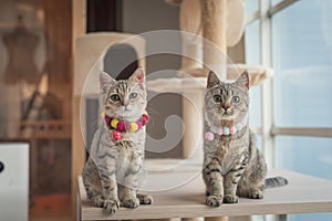 Cute Two cats are sitting on wooden