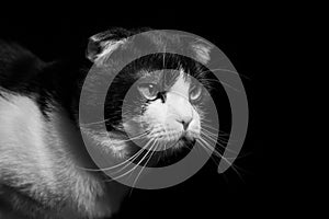 Cute two-colored scottish fold cat on a black background.