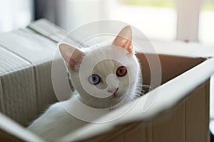 Cute two eye color tabby cat playing in cardboard box on floor at home. Zero waste for animals