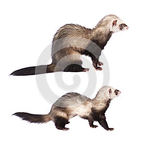 Cute two ferrets isolated on white