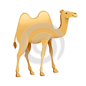 Cute two hump camel cartoon animal design flat vector illustration isolated on white background