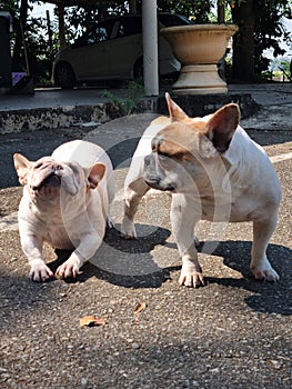 Cute two little frech bulldog stretching