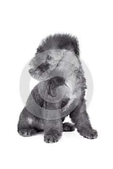 Cute two month old Bedlington Terrier puppy sitting in the studio over white