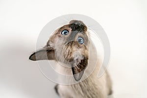 Cute two month young Siamese kitten. Close up face of purebred Thai Siamese cat with blue eyes sitting on white background.