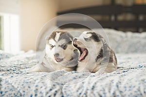 Carino due cuccioli siberiano rauco sdraiarsi sul un letto 