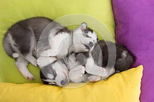 Cute Two siberian husky puppies sleeping