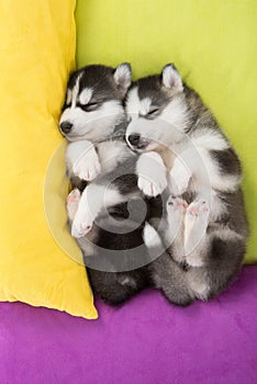 Cute Two siberian husky puppies sleeping