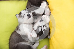 Cute Two siberian husky puppies sleeping