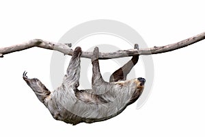 Cute two-toed sloth hanging on tree branch isolated on white background.