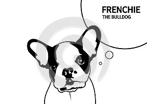 Cute Two-Tone Frenchie in black and White.