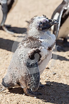 Cute ugly bird. Disheveled penguin during moult molt. Moulting photo