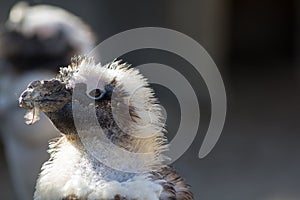 Cute ugly bird with feather in mouth. Penguin during moult molt photo