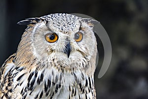 Cute uhu owl portrait on the dark background