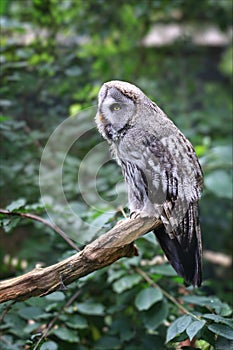 Cute uhu owl portrait in the park