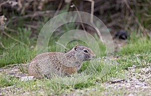 Cute Uinta Ground Squirrel in Summer