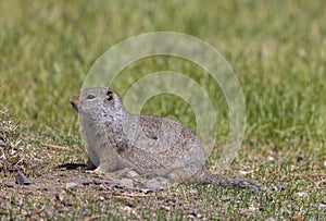 Cute Uinta Ground Squirrel in Summer