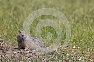 Cute Uinta Ground Squirrel in Summer in Wyoming