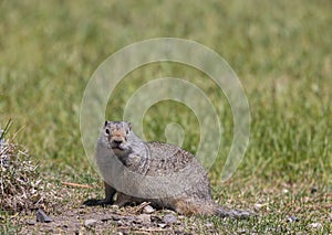 Cute Uinta Ground Squirrel in Wyoming in Summer