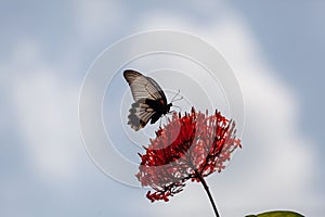 Cute uniqe Butterfly on small red flower nature background