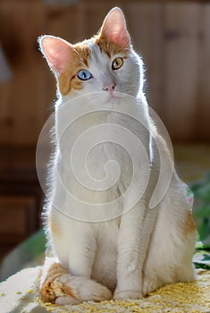 Cute unique cat with different eye colors, heterochromia.