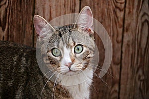 Cute up-looking tricolor cat head portrait