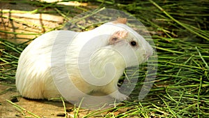 Cute Valerie Cross White Rat