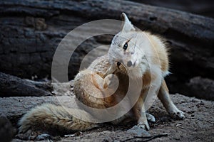 The Fox (Cute valpes corsac) photo
