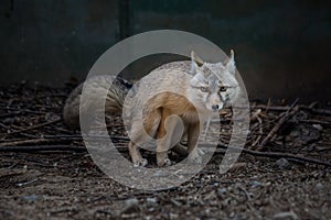 The Fox (Cute valpes corsac) photo